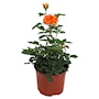 PLANTA NATURAL ROSAL FOREVER NARANJA 15.24 CM CON MACETA DE PLÁSTICO