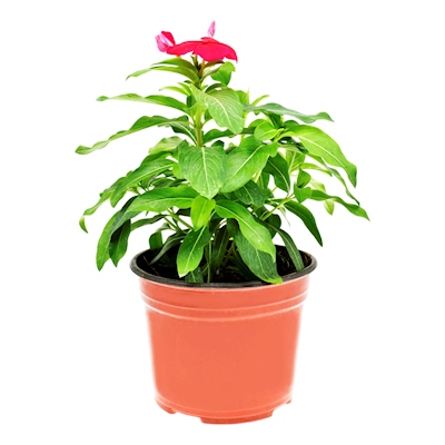 PLANTA NATURAL VINCA TERESITA VERDE 30 X 15.24 CM