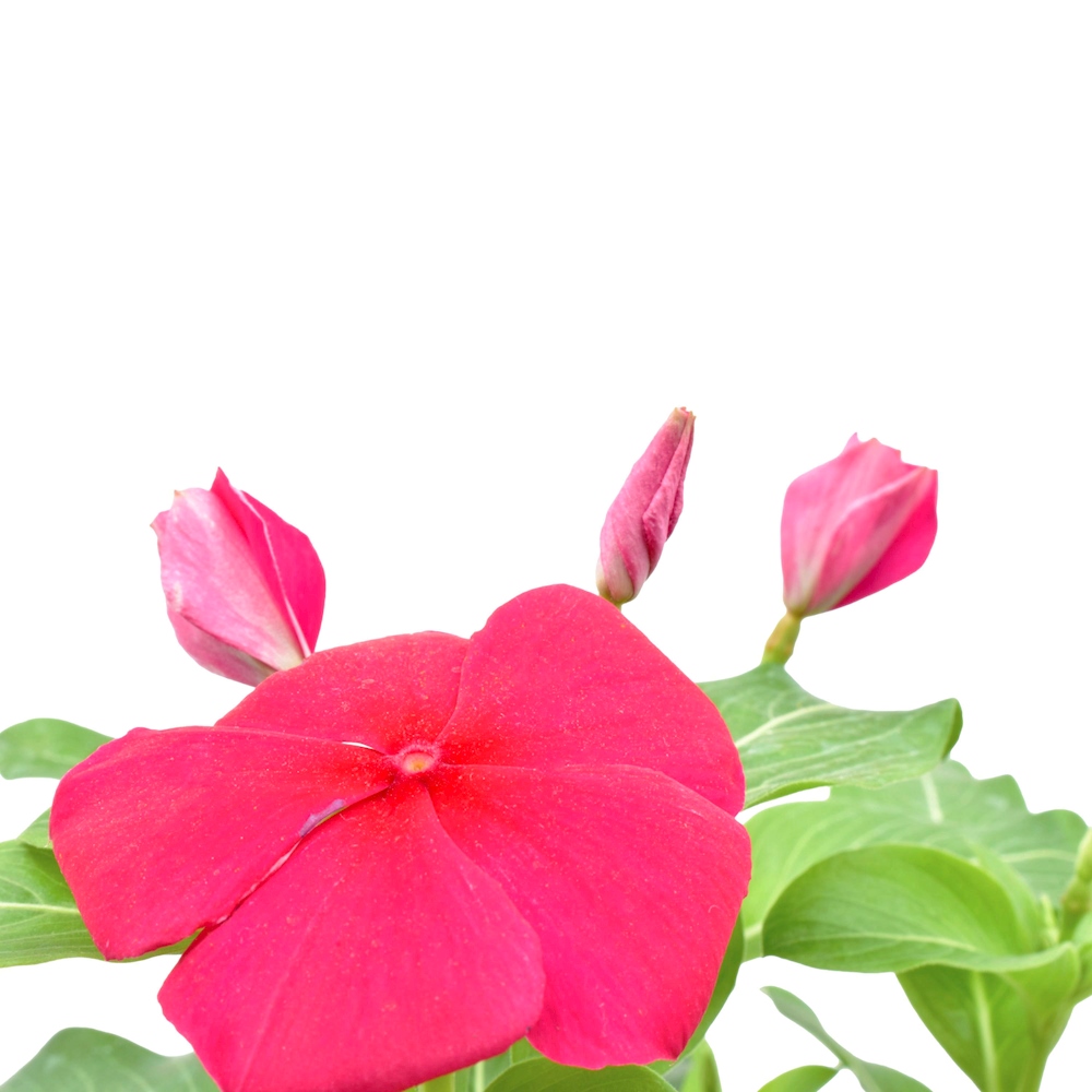 PLANTA NATURAL VINCA TERESITA VERDE 30 X 15.24 CM The Home Depot México