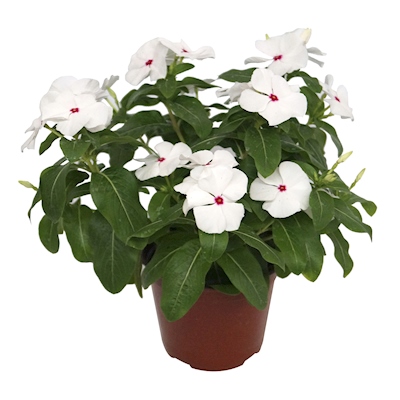 PLANTA NATURAL VINCA TERESITA 32 X 30 CM CON MACETA DE PLÁSTICO
