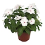 PLANTA NATURAL VINCA TERESITA 32 X 30 CM CON MACETA DE PLÁSTICO