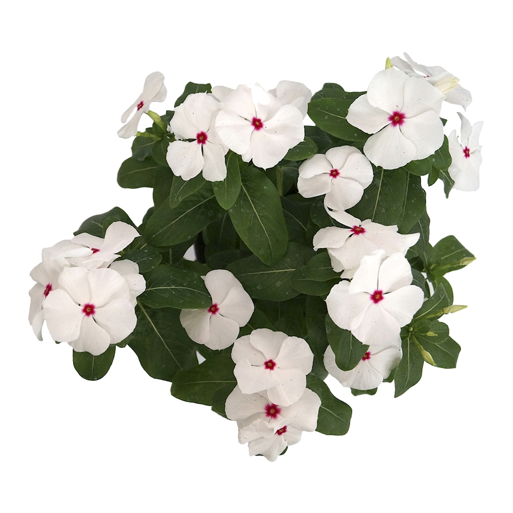 PLANTA NATURAL VINCA TERESITA 32 X 30 CM CON MACETA DE PLÁSTICO The