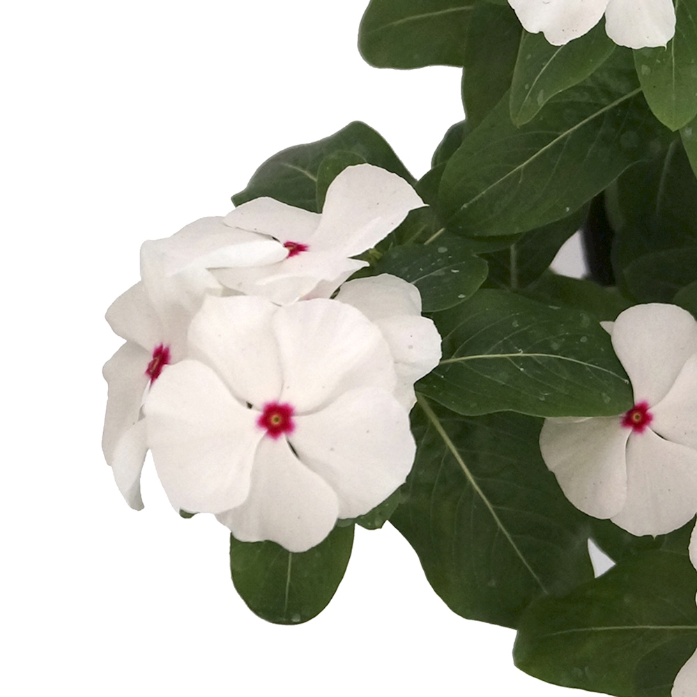 PLANTA NATURAL VINCA TERESITA 32 X 30 CM CON MACETA DE PLÁSTICO The