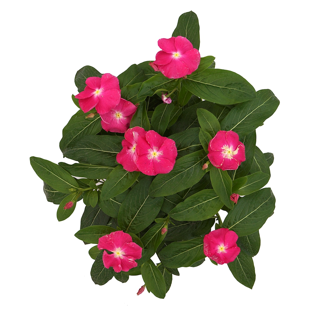 PLANTA NATURAL VINCA ROSA TERESITA 32 X 30 X 30 CM CON MACETA DE