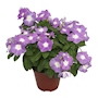 PLANTA NATURAL VINCA TERESITA 32 X 30 CM CON MACETA DE PLÁSTICO