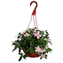 PLANTA VINCA NATURAL COLGANTE 25.4 CM CON MACETA DE PLÁSTICO