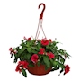 PLANTA VINCA ROJA NATURAL COLGANTE 29 X 25 CM CON MACETA DE PLÁSTICO
