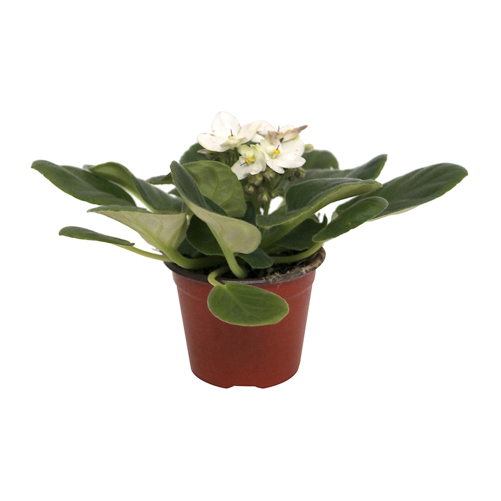 T4U - Macetas para plantas de interior, 6 unidades de plástico para todas  las plantas como flores y violetas africanas de casa., Blanco