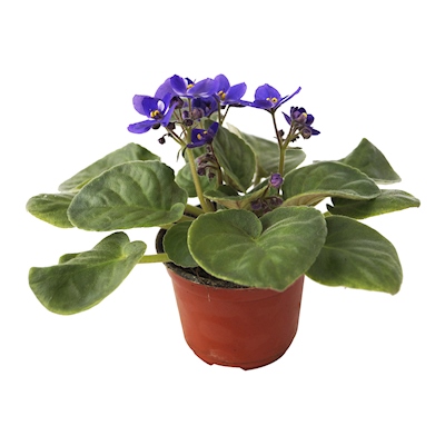 PLANTA VIOLETA MORADO NATURAL 4 PULGADAS CON MACETA DE PLÁSTICO