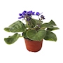 PLANTA VIOLETA MORADO NATURAL 4 PULGADAS CON MACETA DE PLÁSTICO