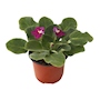 PLANTA VIOLETA ROSA NATURAL 10.16 CM CON MACETA DE PLÁSTICO