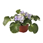 PLANTA VIOLETA MULTICOLOR NATURAL 10.16 CM CON MACETA DE PLÁSTICO
