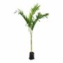 PLANTA PALMA NATURAL VERDE 2 M