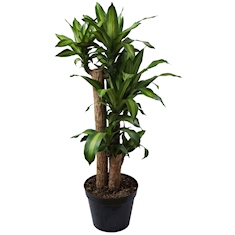 planta palo de brasil natural verde 80 x 24 cm