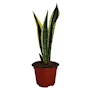 PLANTA SANSEVERIAS MIX NATURAL VERDE 50 X 13 CM