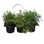 PLANTAS AROMÁTICAS NATURALES VERDE 20 X 28 X 18 CM 6 PIEZAS