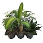 PLANTAS SURTIDO TROPICAL NATURALES VERDE 28 X 28 X 18 CM 6 PIEZAS