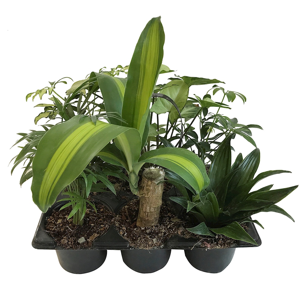 PLANTAS SURTIDO TROPICAL NATURALES VERDE 28 X 28 X 18 CM 6 PIEZAS | The
