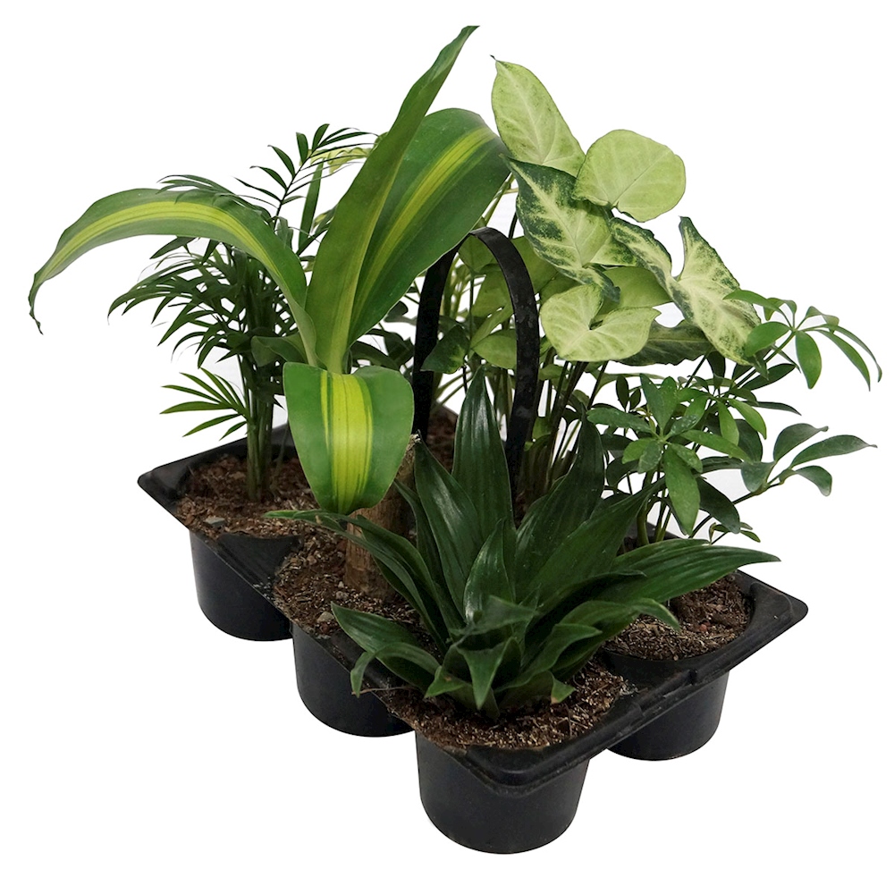 PLANTAS SURTIDO TROPICAL NATURALES VERDE 28 X 28 X 18 CM 6 PIEZAS | The