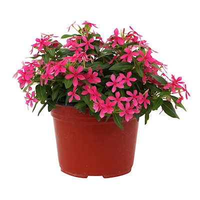 PLANTA NATURAL VINCA FLORAFIESTA MINI 25 X 20 CM CON MACETA DE PLÁSTICO