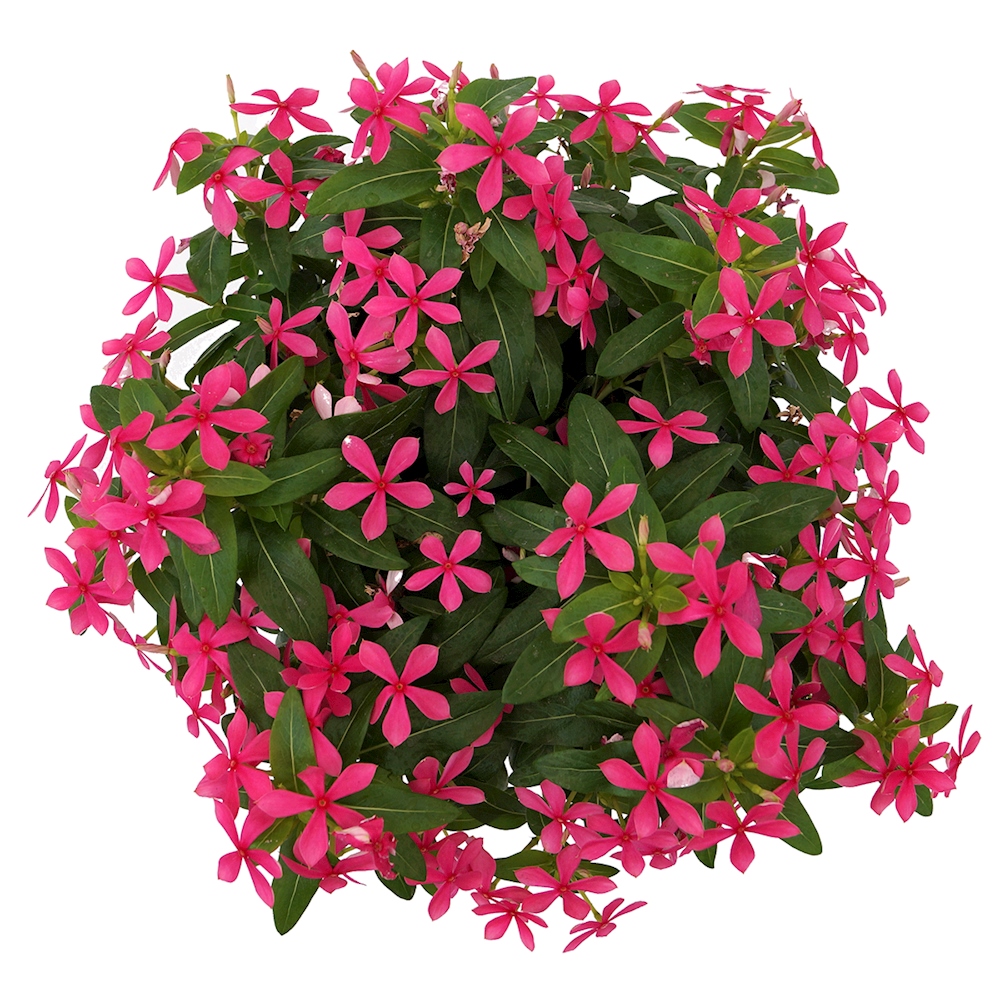 PLANTA NATURAL VINCA FLORAFIESTA MINI 25 X 20 CM CON MACETA DE PLÁSTICO