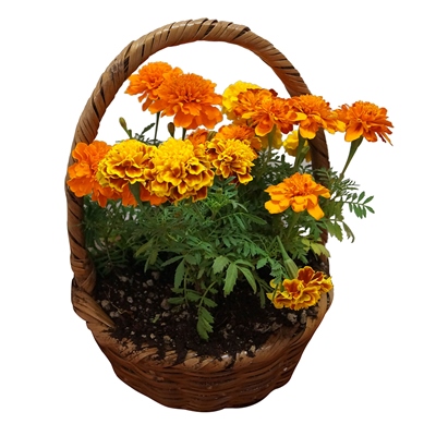 PLANTA CEMPASÚCHIL EN CANASTA TEJIDA | The Home Depot México