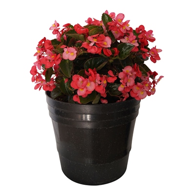 PLANTA NATURAL BEGONIA BIG 63 X 28 CM CON MACETA DE PLÁSTICO