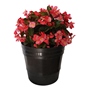 PLANTA NATURAL BEGONIA BIG 63 X 28 CM CON MACETA DE PLÁSTICO