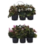 SIX PAC DE PLANTAS BEGONIA NATURAL 23 X 28 X 18 CM CON MACETA DE PLÁSTICO DISPONIBLE EN 2 COLORES