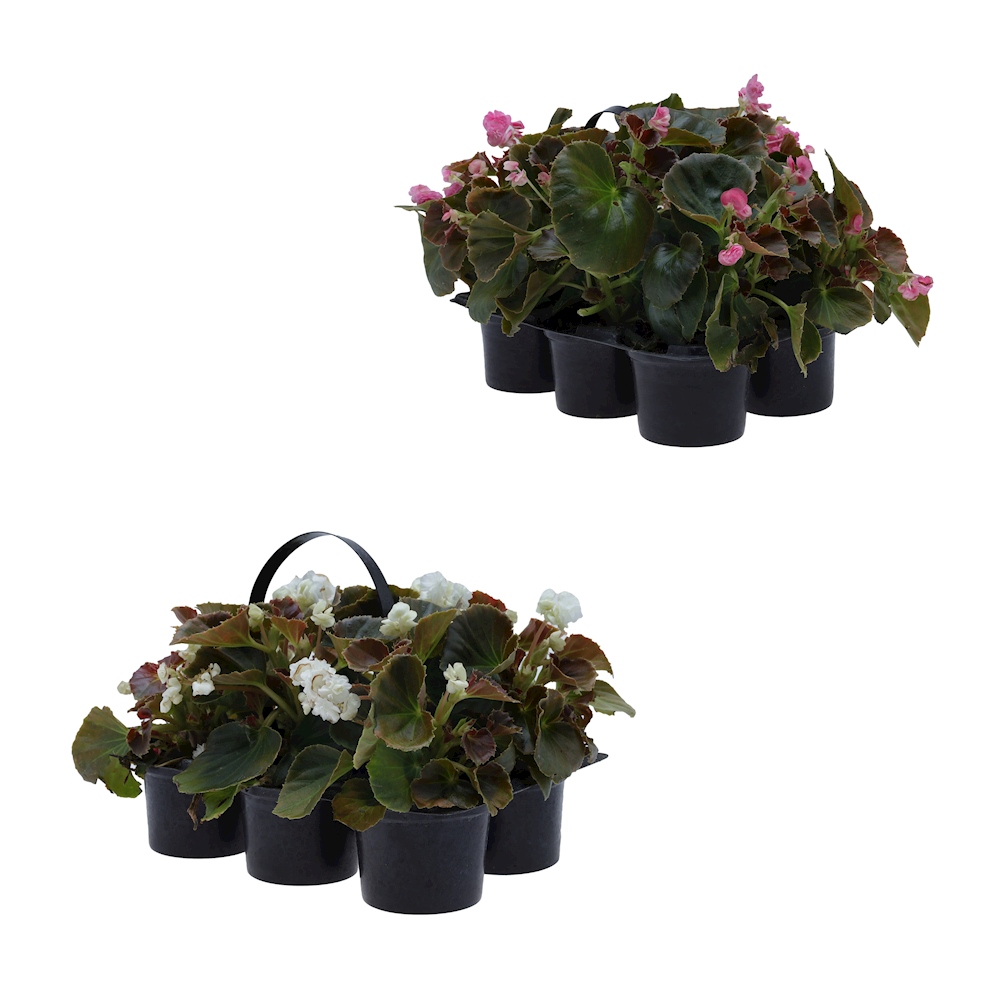 SIX PAC DE PLANTAS BEGONIA NATURAL 23 X 28 X 18 CM CON MACETA DE PLÁSTICO  DISPONIBLE EN 2 COLORES | The Home Depot México