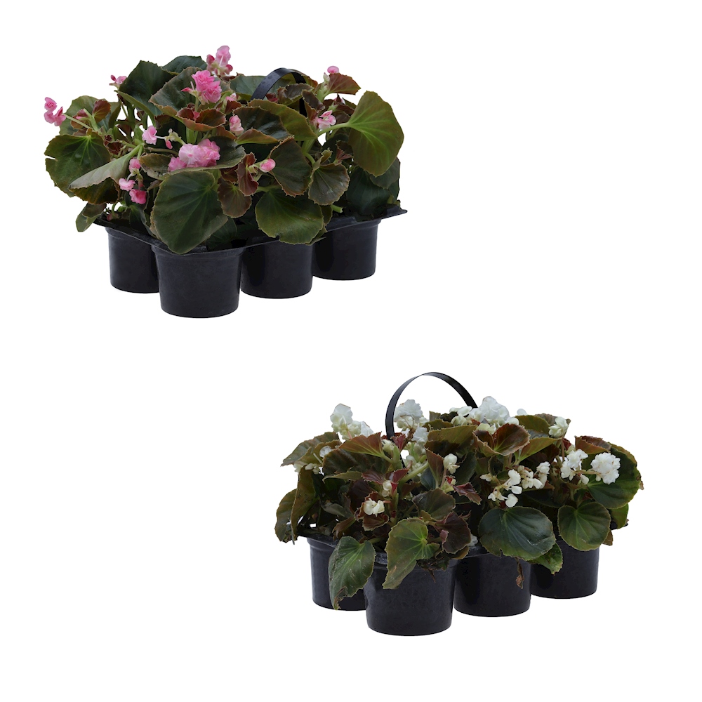SIX PAC DE PLANTAS BEGONIA NATURAL 23 X 28 X 18 CM CON MACETA DE