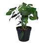 PLANTA NATURAL MONSTERA PIÑANONA VERDE 68 X 25.4 CM