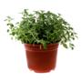 PLANTA ORÉGANO NATURAL 33 X 20.32 CM CON MACETA DE PLÁSTICO