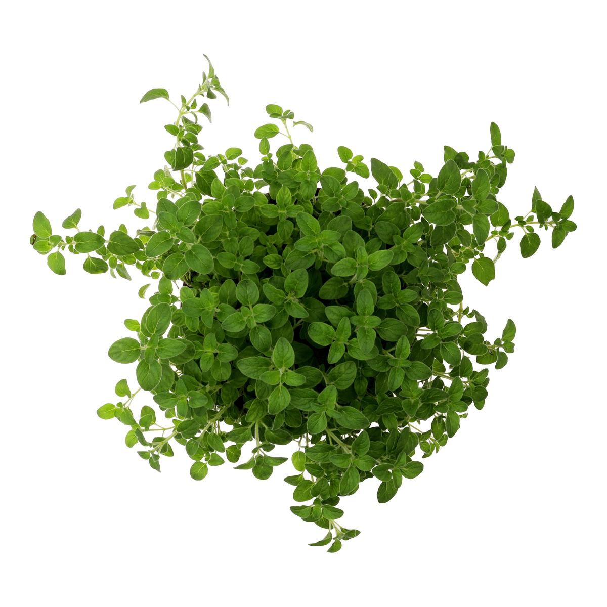 PLANTA ORÉGANO NATURAL 33 X 20.32 CM CON MACETA DE PLÁSTICO The Home