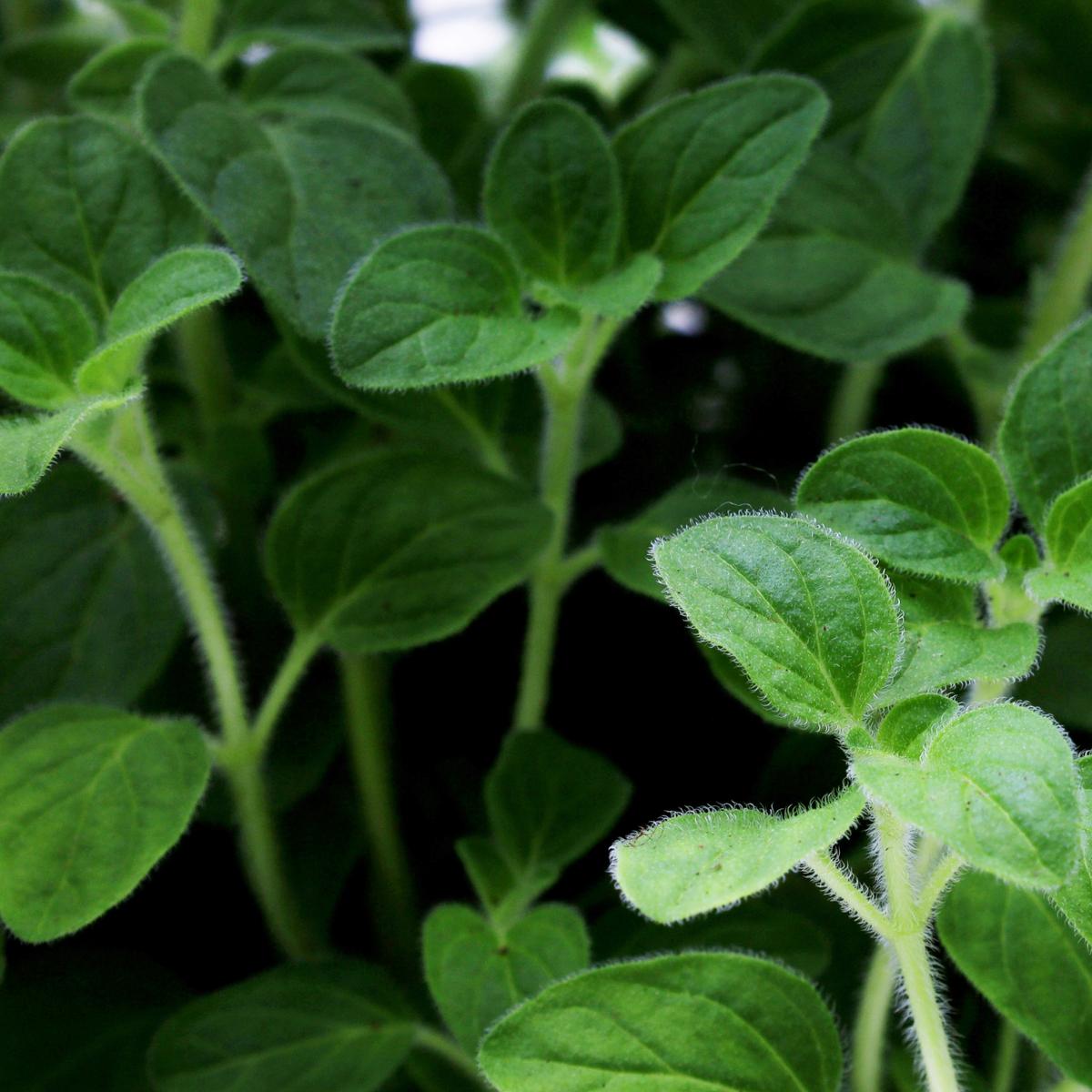 PLANTA ORÉGANO NATURAL 33 X 20.32 CM CON MACETA DE PLÁSTICO The Home