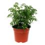 PLANTA RUDA NATURAL VERDE 42 X 20.32 CM