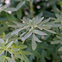 Description img 6