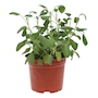 PLANTA SALVIA NATURAL VERDE 40 X 20.32 CM