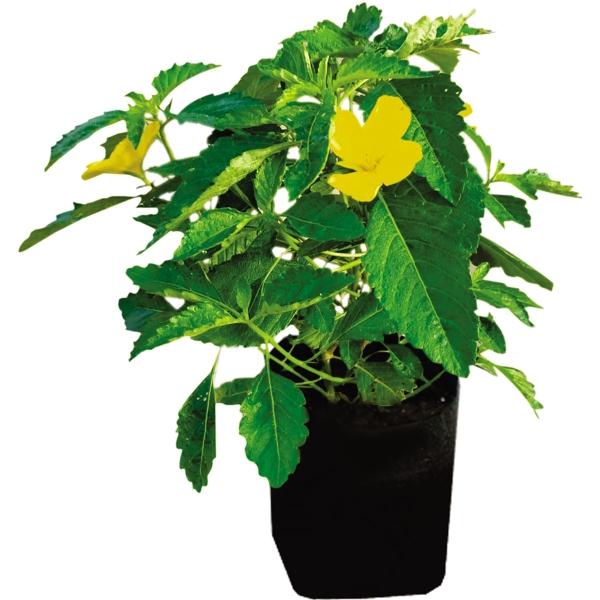 Planta Damiana 35 Lt