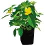 Planta Damiana 35 Lt