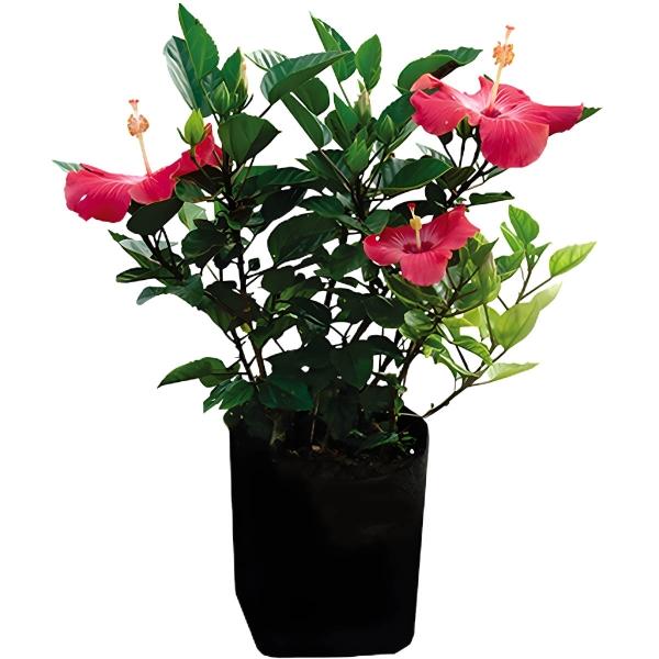 Planta Obelisco 35 lt