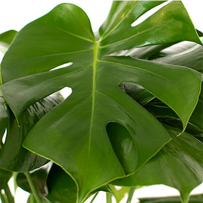 PLANTA PIÑANONA 8 PG