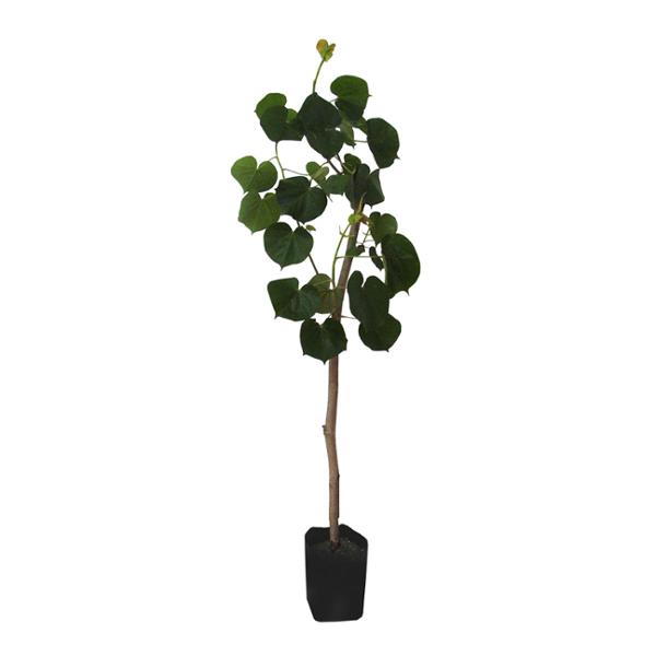 PLANTA ÁRBOL ARCOÍRIS NATURAL VERDE DE 100 X 50 CM