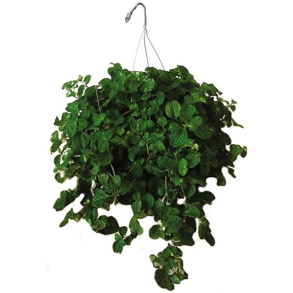 Planta hierbabuena de jardin colgante