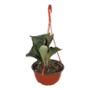 PLANTA NATURAL HELECHO CUERNO DE ALCE 46.8 X 20.8 CM CON MACETA DE PLÁSTICO