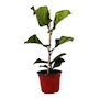 PLANTA FICUS PANDURATA NATURAL VERDE 66 X 20.32 CM