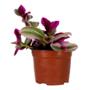 PLANTA NATURAL TRADESCANTIA NANOUK 6 PULGADAS