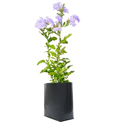 PLUMBAGO NATURAL EXTERIOR SOL DIRECTO 54 X 20 CM FLORES BLANCAS O LILA