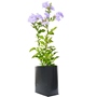 PLUMBAGO NATURAL EXTERIOR SOL DIRECTO 54 X 20 CM FLORES BLANCAS O LILA