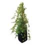 PLANTA NATURAL CISSUS 56.8 X 18 CM CON MACETA DE PLÁSTICO